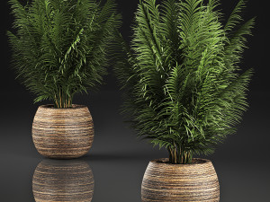 decorative palm in a basket 828 3D Модель