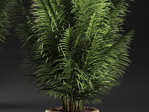 decorative palm in a basket 828 3D मॉडल