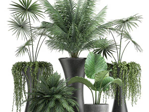 коллекция декоративных растений в вазонах 829 3D Модель