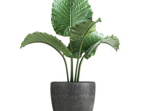 collection of decorative plants in flowerpots 829 3D Model