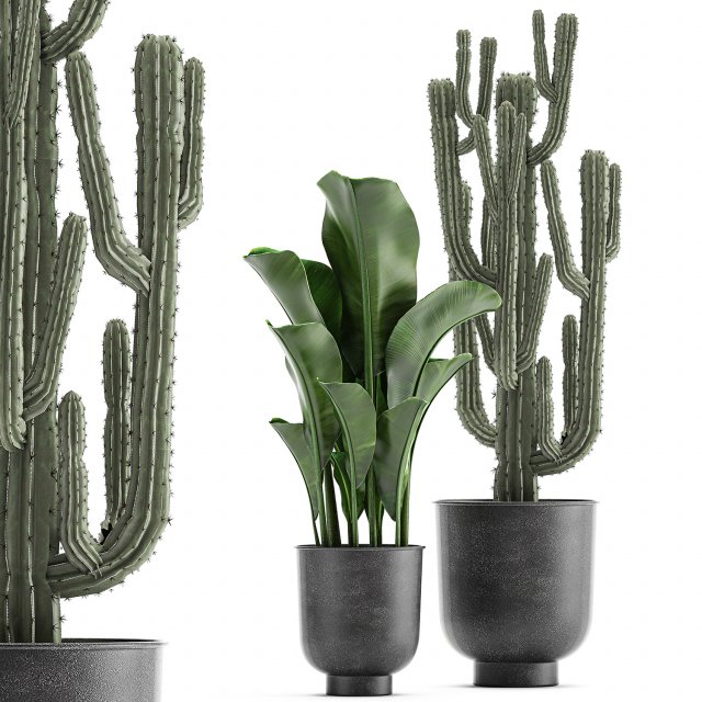 collection of decorative plants in flowerpots 831 3D-Modell .c4d .max .obj .3ds .fbx .stl .blend 