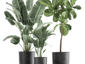 decorative plants in flowerpots 832 3D 模型