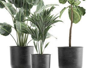 decorative plants in flowerpots 832 Modello 3D