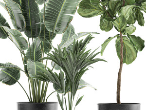 decorative plants in flowerpots 832 Modello 3D