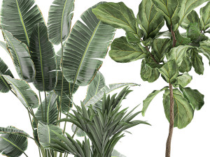 decorative plants in flowerpots 832 Modello 3D