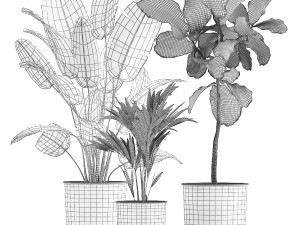 decorative plants in flowerpots 832 Modello 3D