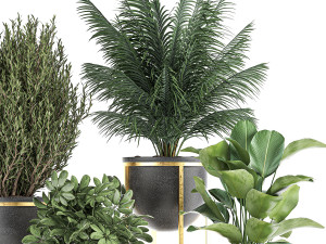 decorative plants in flowerpots 833 3D मॉडल