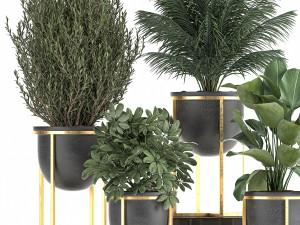 decorative plants in flowerpots 833 3D मॉडल