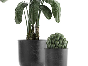 collection of decorative plants in flowerpots 834 3D Model