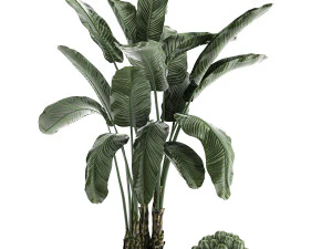 collection of decorative plants in flowerpots 834 3D Model
