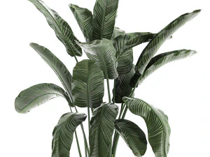 collection of decorative plants in flowerpots 834 3D Model