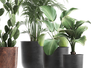 decorative plants in flowerpots 835 3D Model
