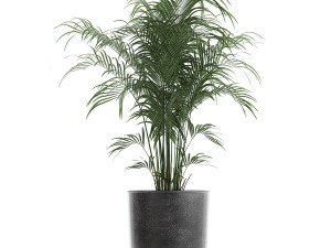decorative plants in flowerpots 835 3D Model