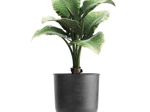 decorative plants in flowerpots 835 3D Model