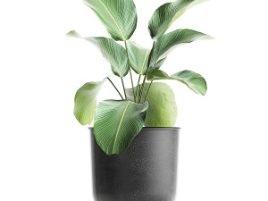 decorative plants in flowerpots 835 3D Model