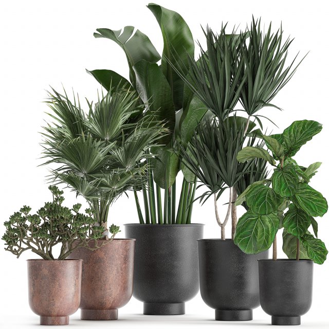 decorative plants in flowerpots 836 3D 모델 .c4d .max .obj .3ds .fbx .stl .blend 