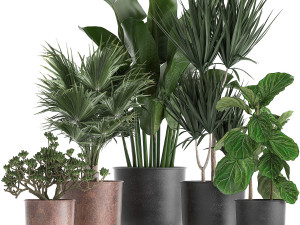 decorative plants in flowerpots 836 Modello 3D