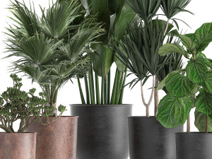 decorative plants in flowerpots 836 3D 모델