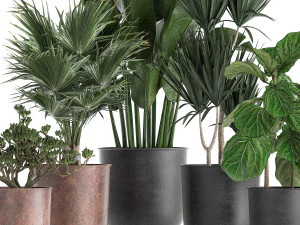 decorative plants in flowerpots 836 3D Model
