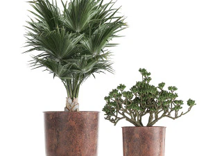 decorative plants in flowerpots 836 3D Model