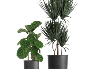 decorative plants in flowerpots 836 3D Model
