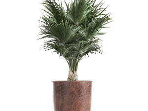 decorative plants in flowerpots 836 3D 모델