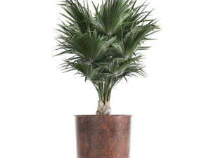 decorative plants in flowerpots 836 3D Model