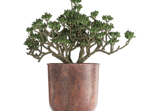 decorative plants in flowerpots 836 3D 모델