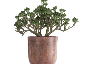 decorative plants in flowerpots 836 3D Model