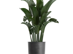decorative plants in flowerpots 836 3D Model