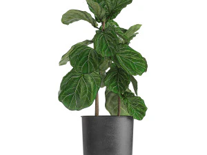 decorative plants in flowerpots 836 3D Model