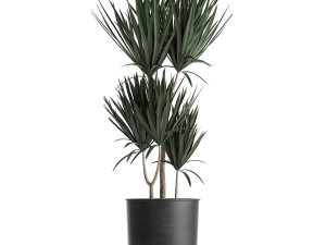 decorative plants in flowerpots 836 3D 모델