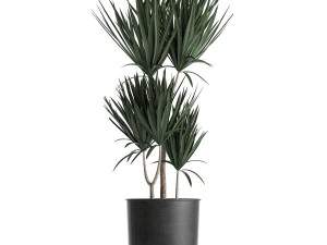 decorative plants in flowerpots 836 3D Model