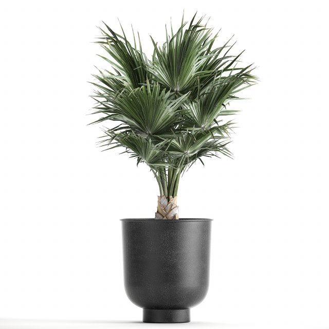 decorative palm in a vig planter flowerpot 837 Modelo 3D .c4d .max .obj .3ds .fbx .stl .blend 