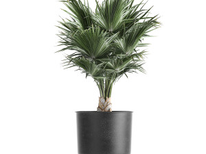 decorative palm in a vig planter flowerpot 837 3D Model