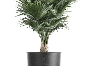 decorative palm in a vig planter flowerpot 837 3D Model