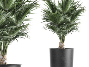 decorative palm in a vig planter flowerpot 837 Modelo 3D