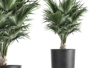 decorative palm in a vig planter flowerpot 837 3D Model