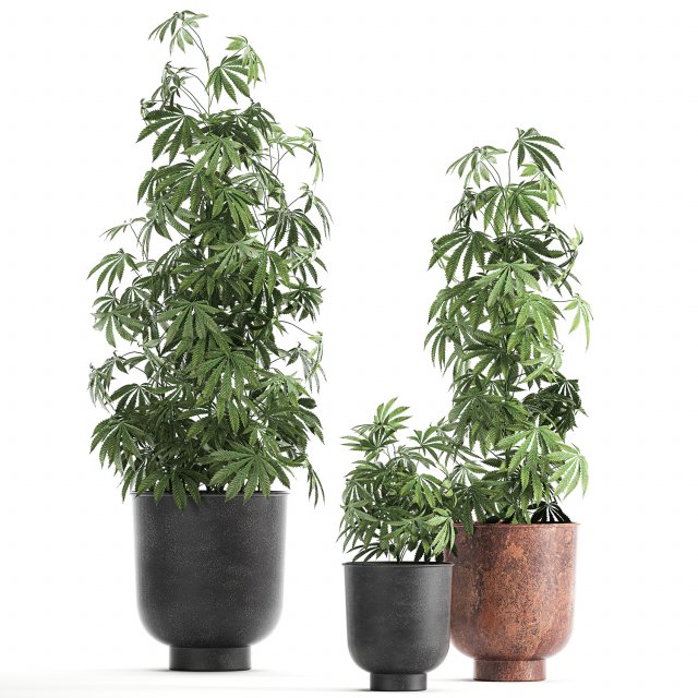 decorative cannabis in flowerpots 838 3D Модель .c4d .max .obj .3ds .fbx .stl .blend 