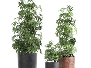 decorative cannabis in flowerpots 838 3D Model