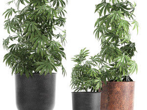 decorative cannabis in flowerpots 838 3D Модель