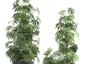 decorative cannabis in flowerpots 838 3D Модель