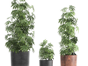 decorative cannabis in flowerpots 838 3D Модель