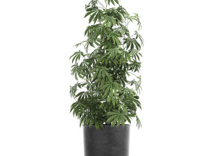 decorative cannabis in flowerpots 838 3D Модель