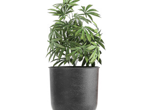 decorative cannabis in flowerpots 838 3D Модель