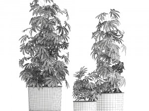 decorative cannabis in flowerpots 838 3D Модель