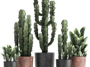 rośliny ozdobne w doniczkach 839 Model 3D