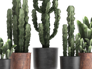 decorative plants in flowerpots 839 3D Model