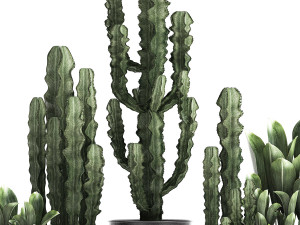 decorative plants in flowerpots 839 3D Model