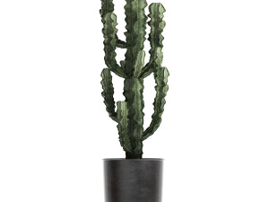 decorative plants in flowerpots 839 3D Model